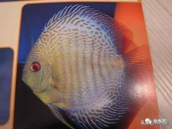 七彩神仙最好看的品种,七彩神仙多大分品种