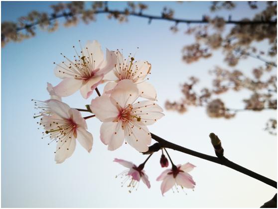 三月春色唯美诗句,阳春三月好风光诗词鉴赏