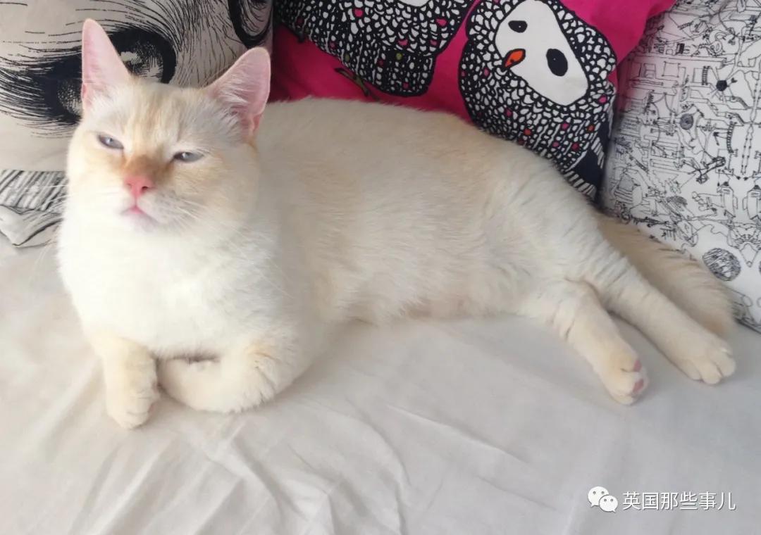 养暹罗猫会得什么病吗,养暹罗猫就像开盲盒