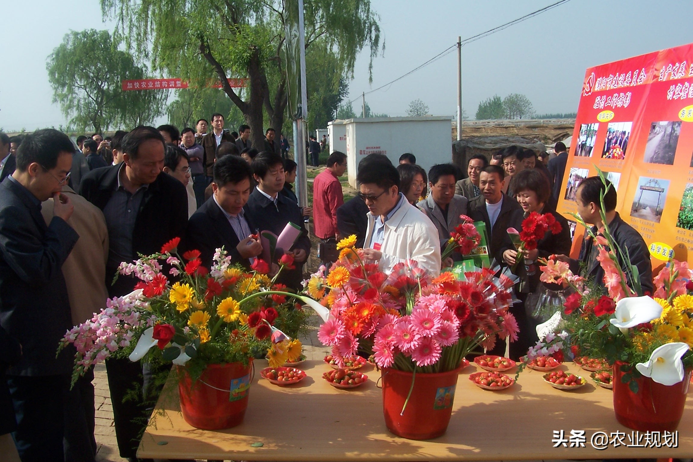 成都睡莲鲜切花基地,温州地区鲜切花基地