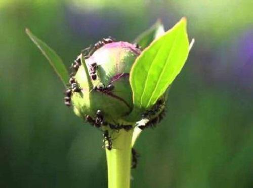 花盆里蚂蚁用什么药消灭最彻底,花盆里蚂蚁蚯蚓蜗牛怎么消灭