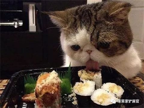 自制猫粮为什么软便,猫咪吃猫粮好还是自制的好