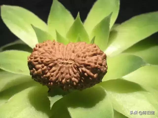 什么是金刚菩提鹰爪纹路,金刚菩提表面纹路磨损