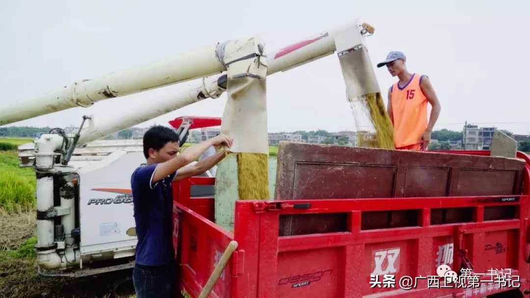 “仙草林”有什么致富宝？“罗曼粉”还可以下“金蛋.......