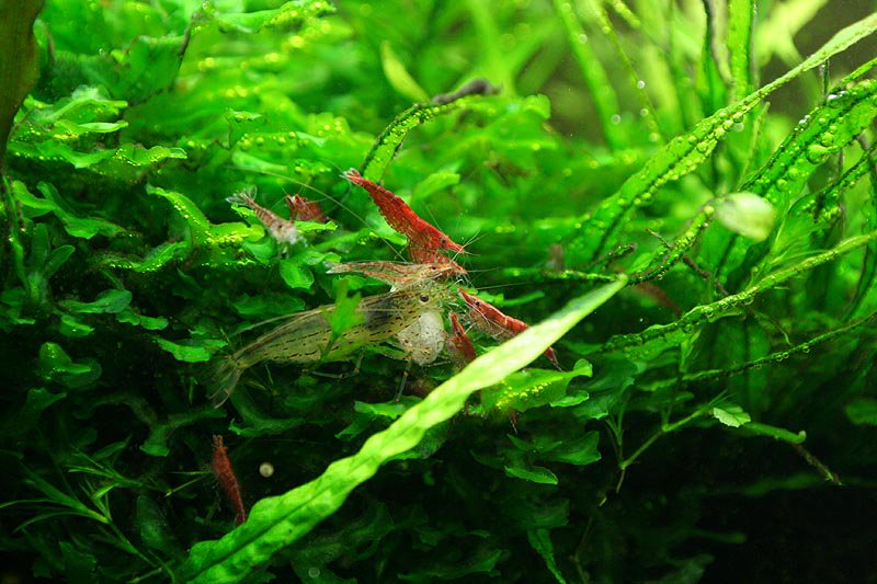 鼠鱼饲料推荐,鼠鱼推荐放什么植物