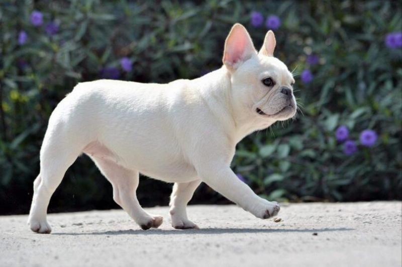 世界上被禁养的5种狗狗,十大恶犬加纳利犬