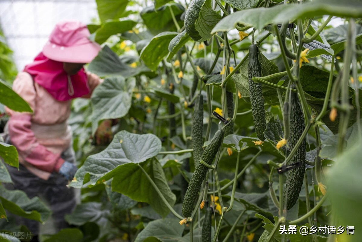 微生物菌肥可直接种蔬菜,微生物菌剂种蔬菜