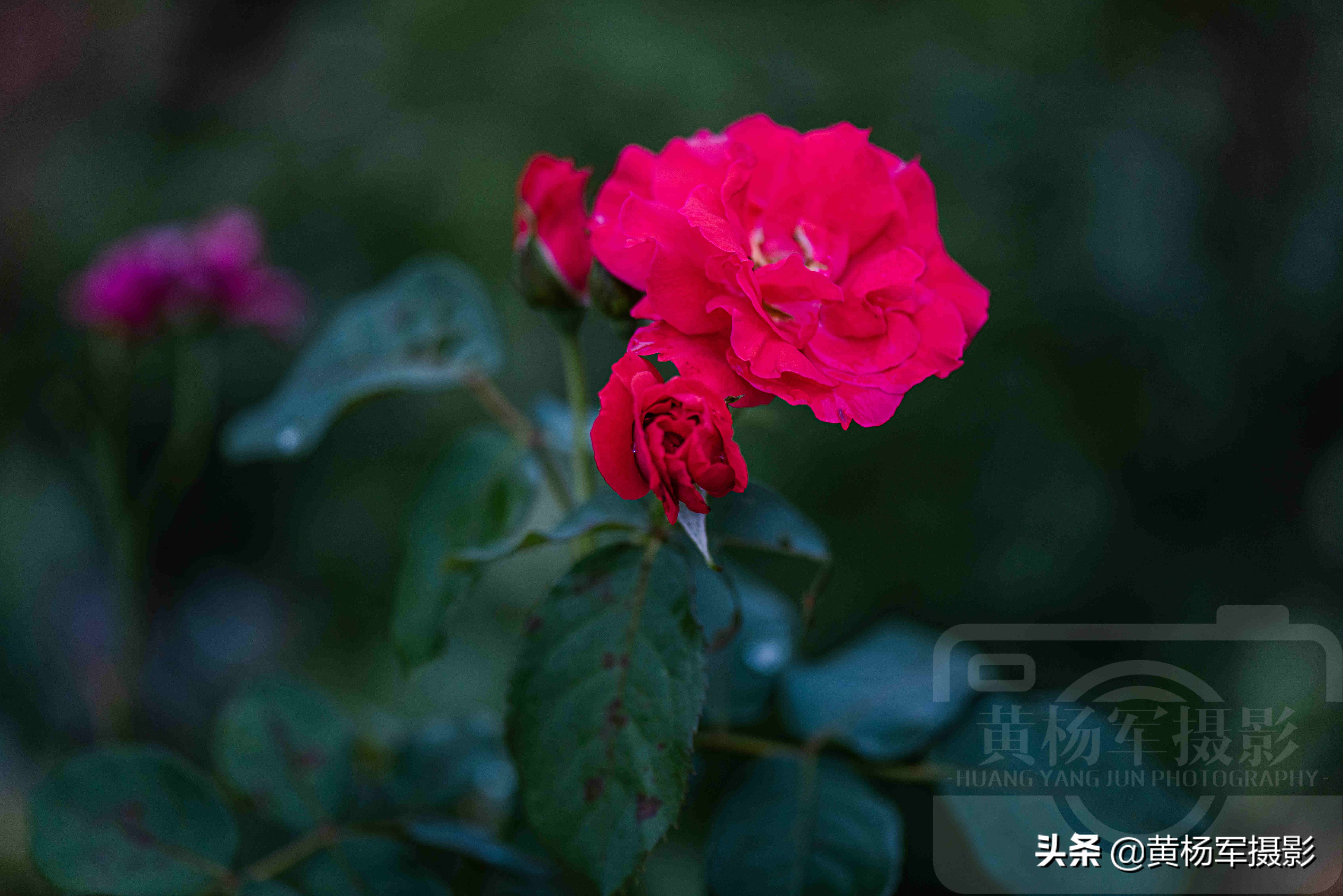 月季花娇艳夺目完整版,月季花美丽的特点