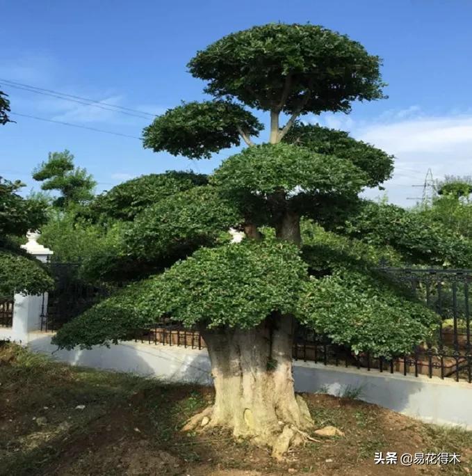 盆景制作与赏析观花,盆景对节白蜡怎么造型