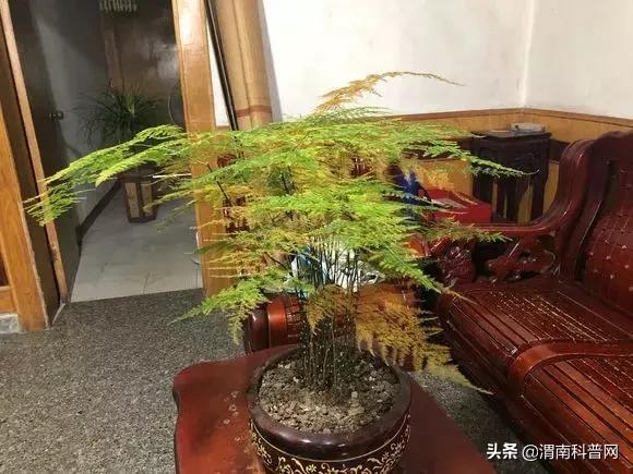 妞嶇墿鍡栧棖闀跨垎鐩嗕笉榛勫彾,鍏绘鐗╀竴涓槦鏈熶笉姝荤殑绉樻柟