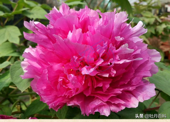 粉色牡丹什么品种好养,西南牡丹太平红