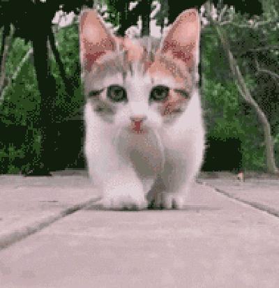 猫咪一辈子不出门,猫咪一辈子不出门会怎样