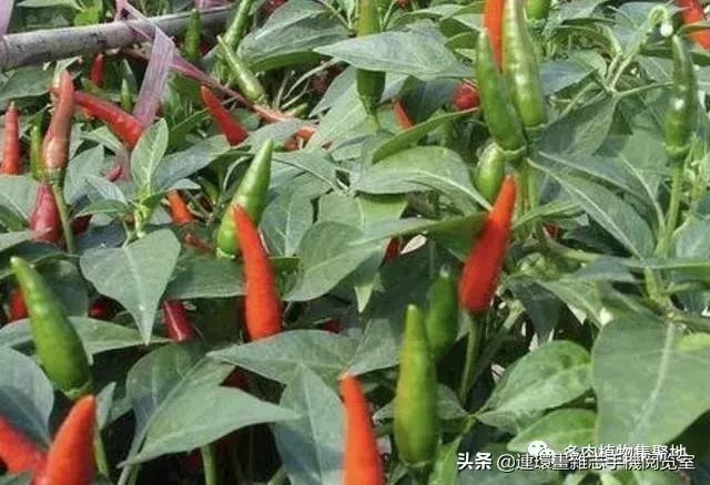 如何用油桶在阳台种菜,空油桶种菜怎样种得多