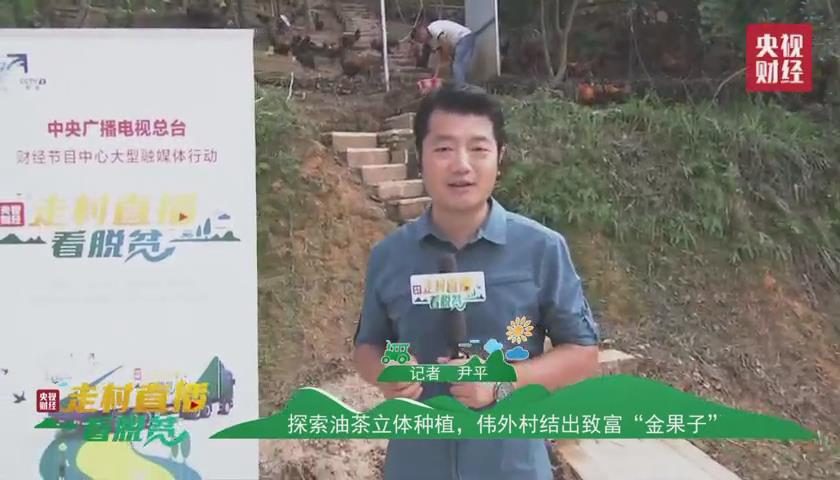 贵州省黔西南州电视台直播,黔西南册亨县弼佑油茶产业