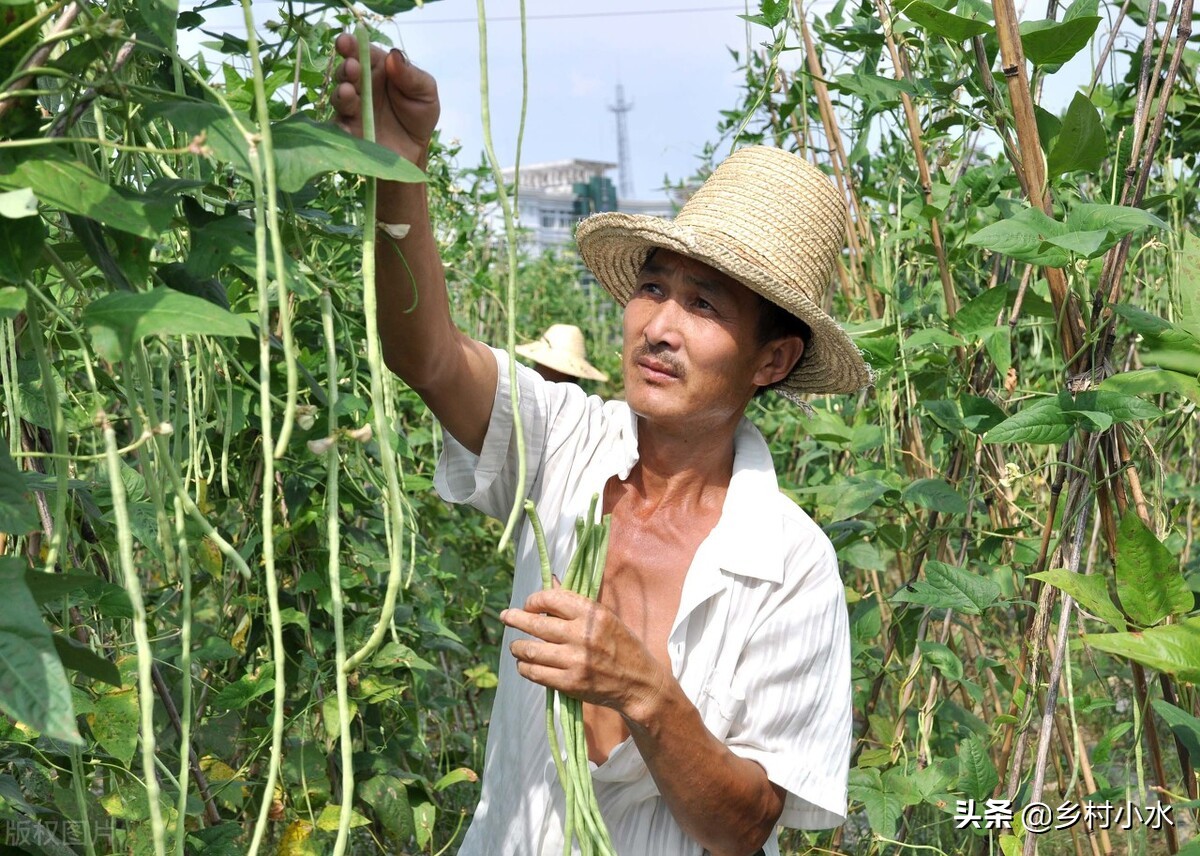豇豆开花结荚的适宜温度,豇豆二次开花结荚如何管理