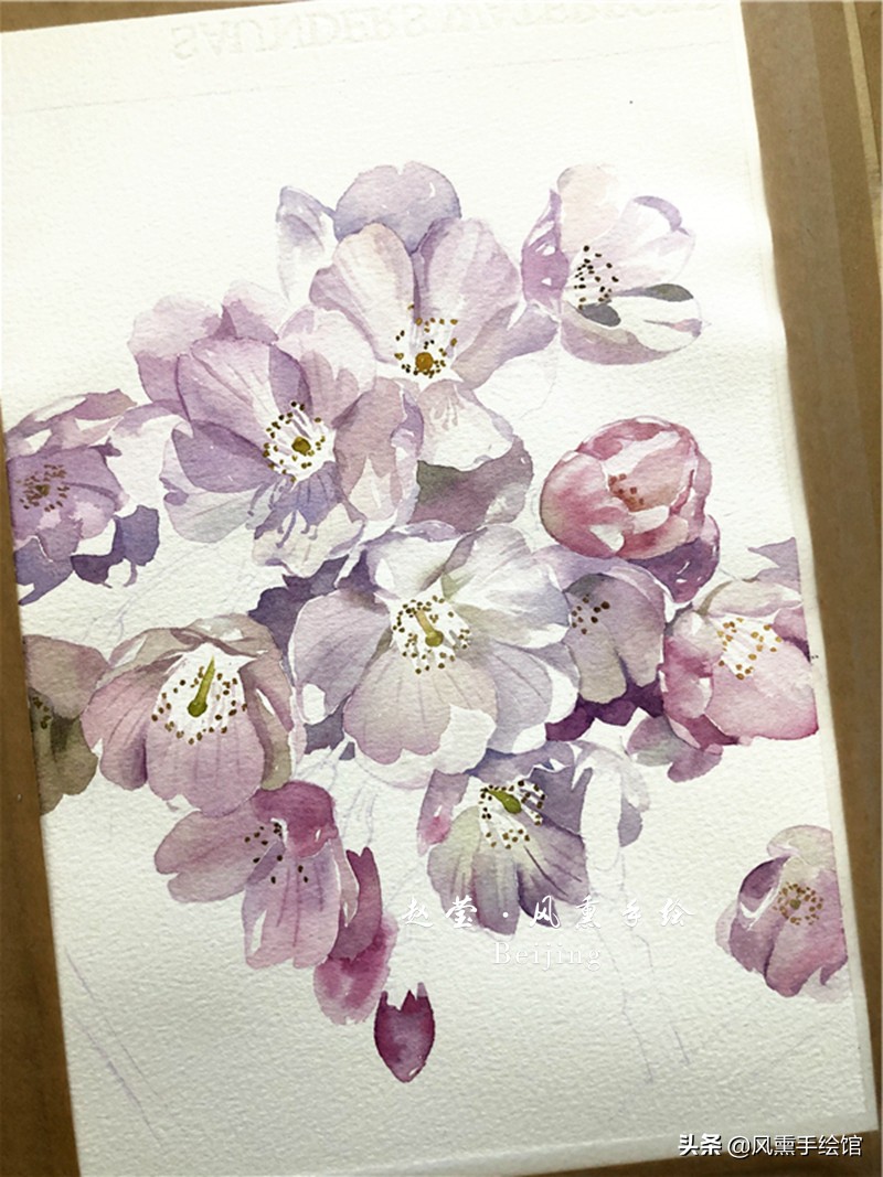 美丽的水彩樱花,水彩樱花图