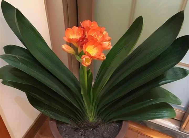 10种好养的花草,这些绿植养在家里高级又实用