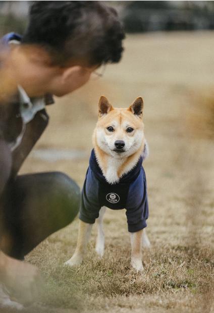 日本柴犬和国内的怎么不一样,日本柴犬怎么火起来的