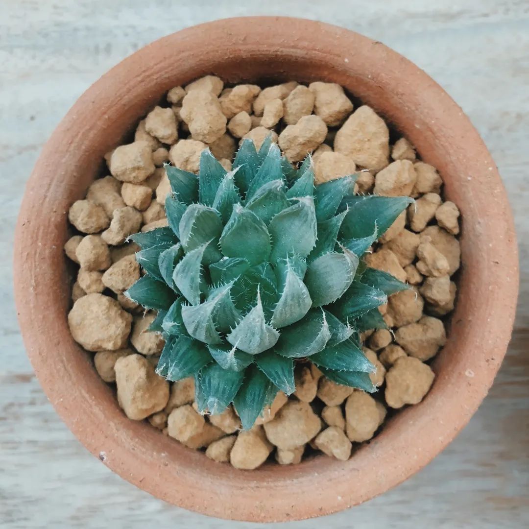 玉露叶片蔫了怎么扦插,玉露多肉徒长怎么养