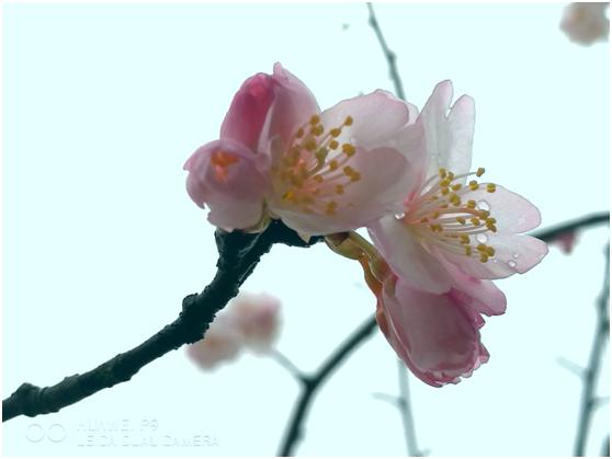 三月春色唯美诗句,阳春三月好风光诗词鉴赏