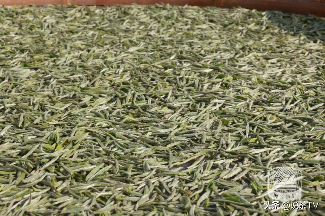 福鼎白茶还有“十不采”规定？让我们去河山有机茶园一探究竟