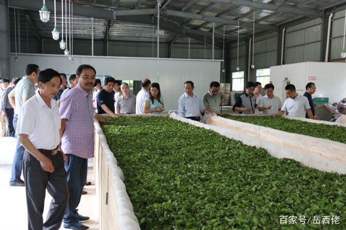 岳西翠兰全国茶叶排名,岳西翠兰茶叶哪家最好