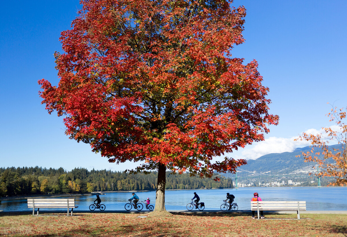 魁北克华人移民真实生活,移民魁北克真实生活