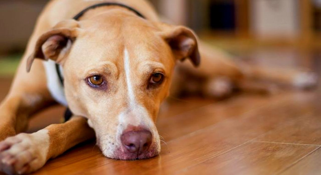 狗吐白沫是什么情况啊,狗突然乱叫口吐白沫大小便失禁