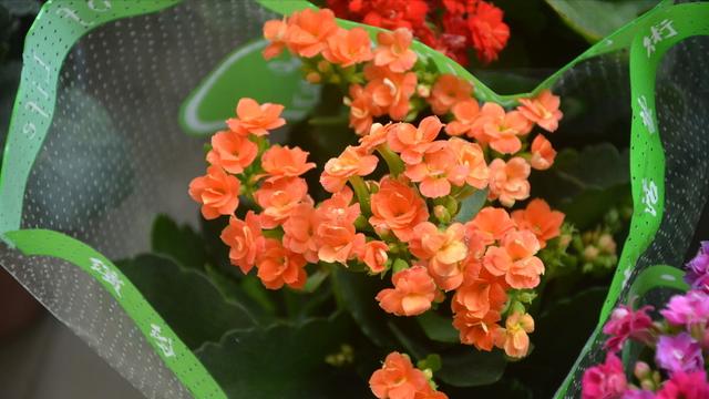 春季翻盆换土的花,哪些花适合在秋季换盆