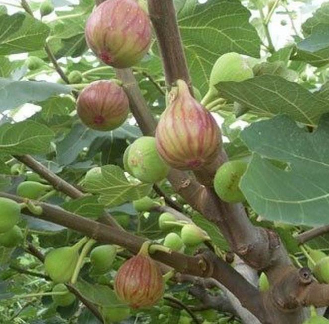 无花果可以种在院子里吗,无花果可以种在有棚的院子里吗