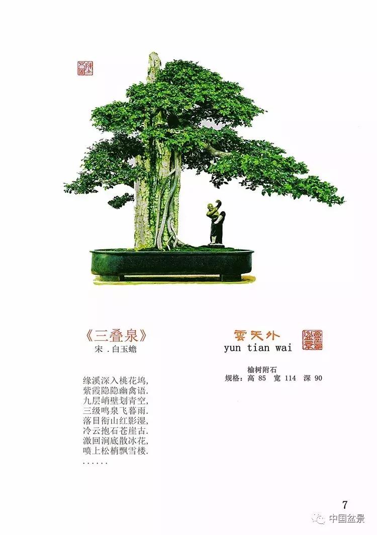 陈文图老师,陈文图盆景欣赏