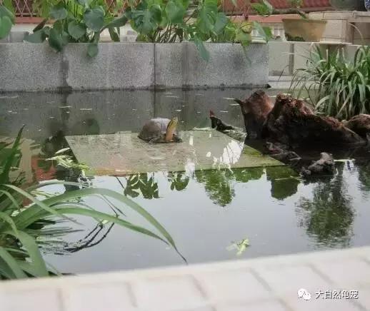 想养龟有什么讲求,想养陆龟你需要注意的十件事