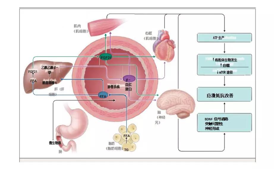 NEJM“吹爆”间歇性禁食，偶尔饿一饿让你“延年益寿，改善代谢”