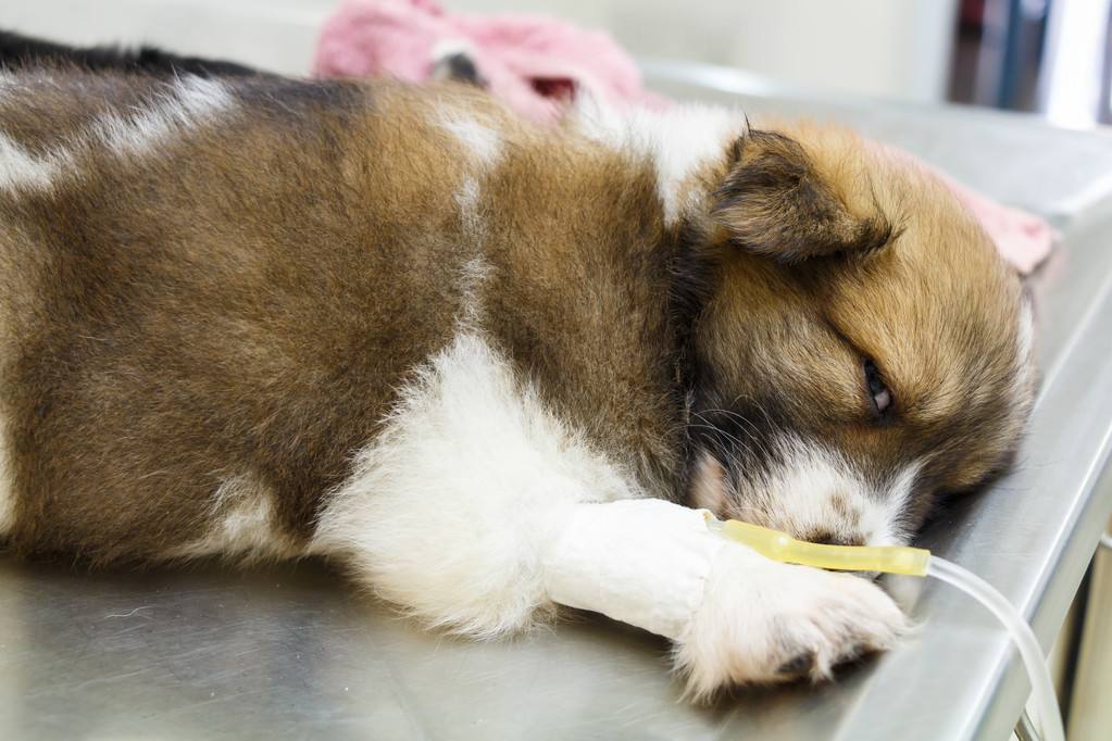 狗狗护食严重用好这3招就可解决,对狗狗危害大的食物