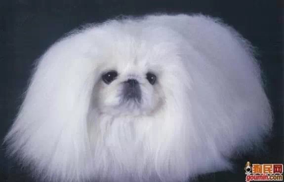 狗狗大全,送给喜欢狗的人）