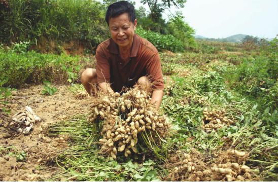 楼顶种花生种植方法,花生的种植方法和管理