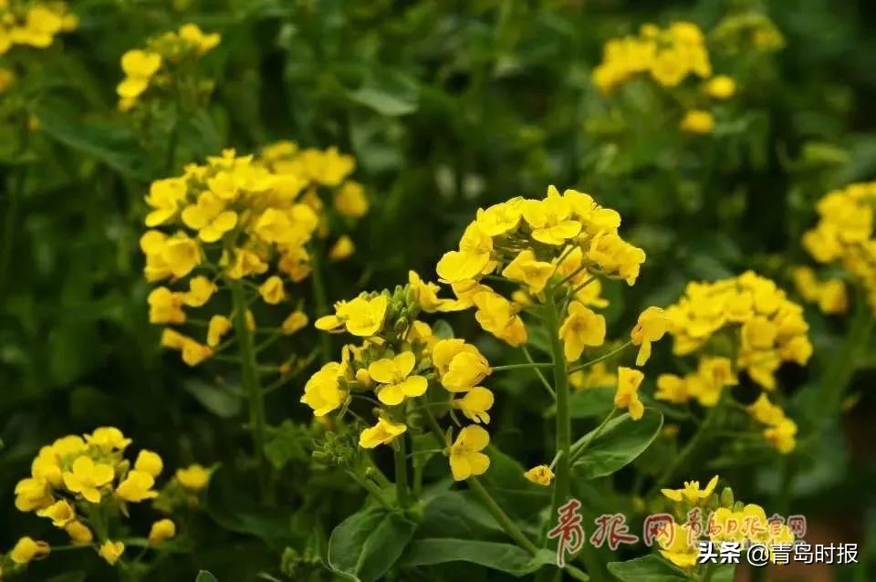 崂山花海,青岛崂山花海