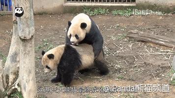 终于拍到熊猫,终于拍到了可爱的大熊猫