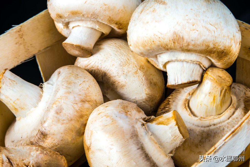 双孢菇虫害的防治措施,双孢菇最佳防治方法