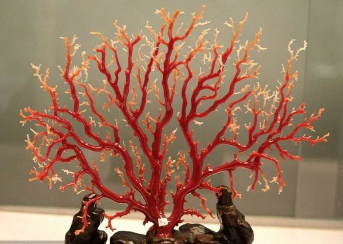 哪九种文玩不准卖,千万不能买的文玩有哪些