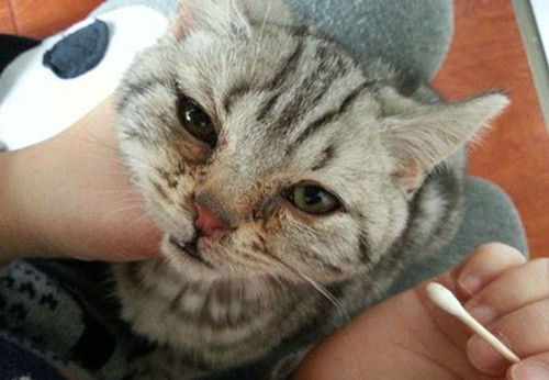猫咪眼屎粘在眼球上,猫咪眼屎糊住眼睛能自己好吗