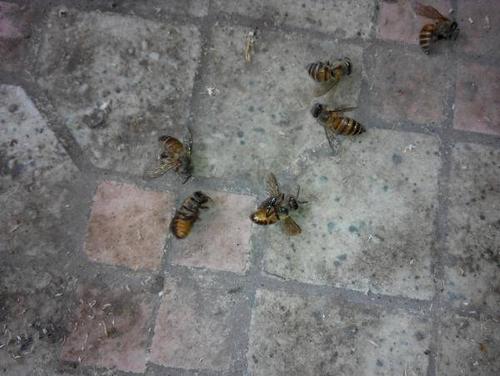 蜜蜂孢子虫病怎么防治,蜜蜂得了寄生虫病怎么治疗