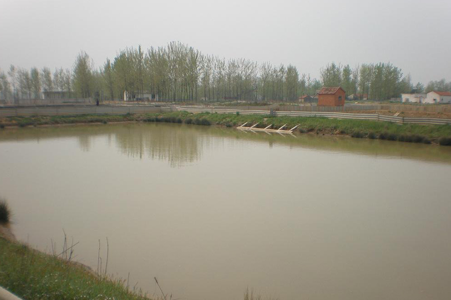 温棚甲鱼养殖需要注意什么,养殖甲鱼需要增氧吗