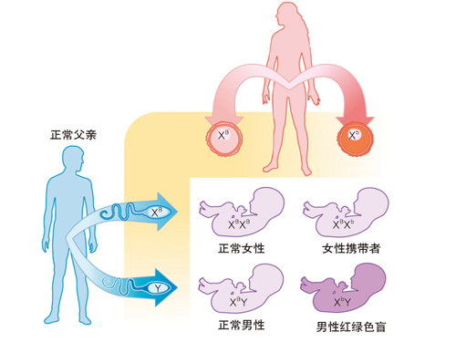 色盲患者眼里的世界是黑白的吗,色盲眼中的世界是不是真正的颜色