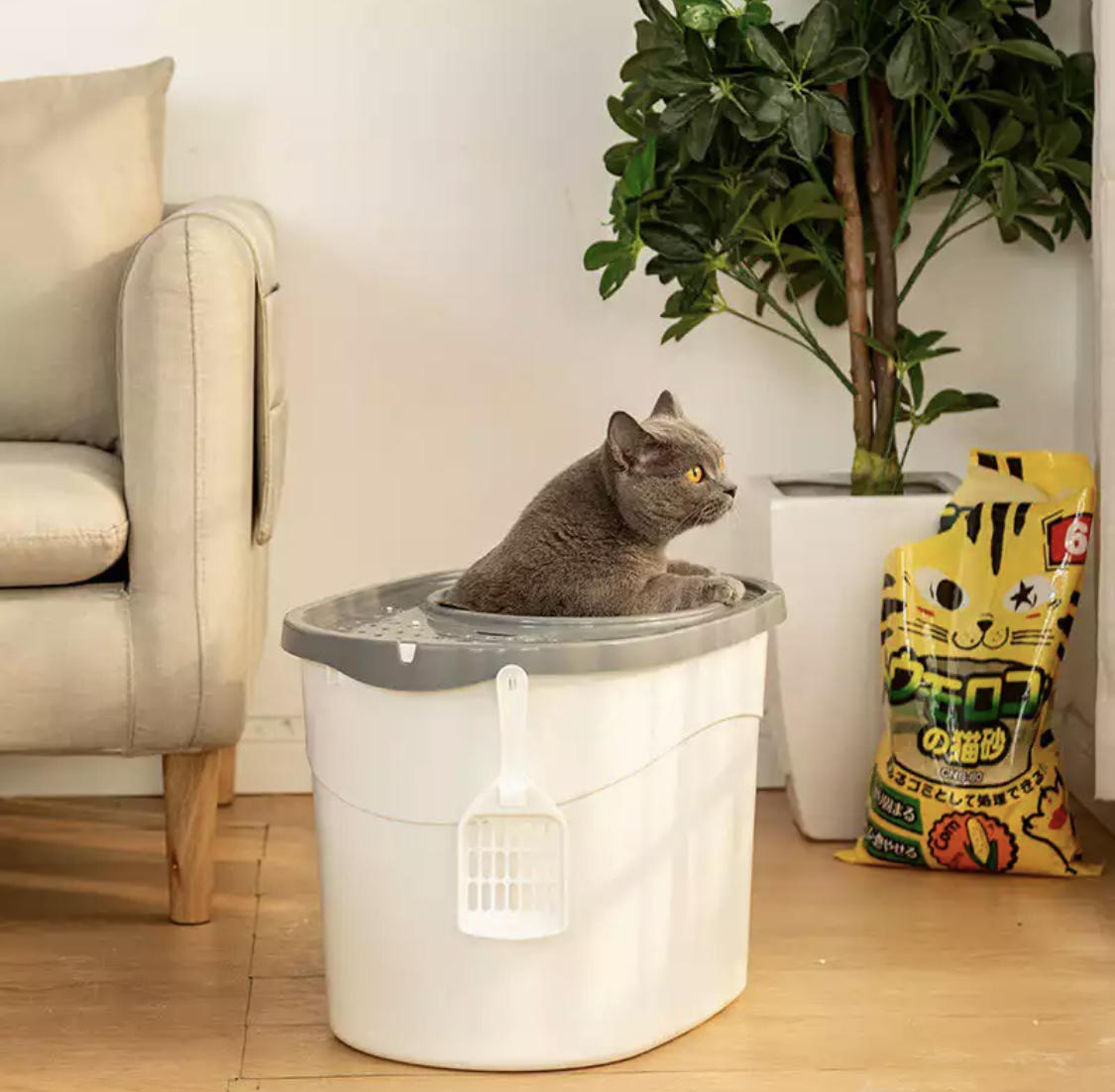 养猫必备物品需要多少钱,养猫必备物品羊奶粉