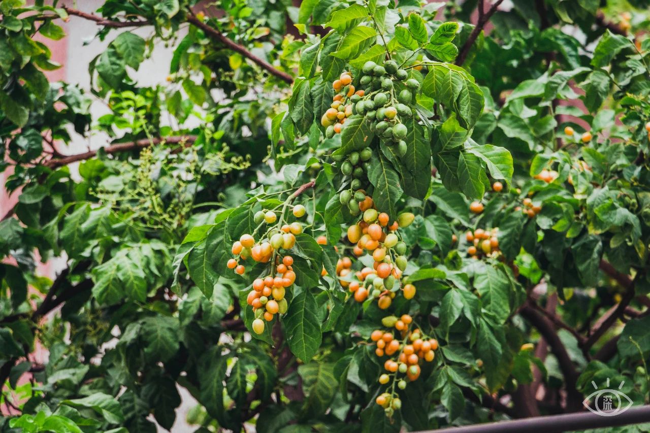 深圳值得逛的古镇,深圳有一条街全是复古的