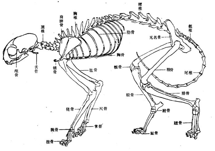 猫咪脊椎骨裂会瘫痪吗,猫咪脊椎错位会导致歪头吗