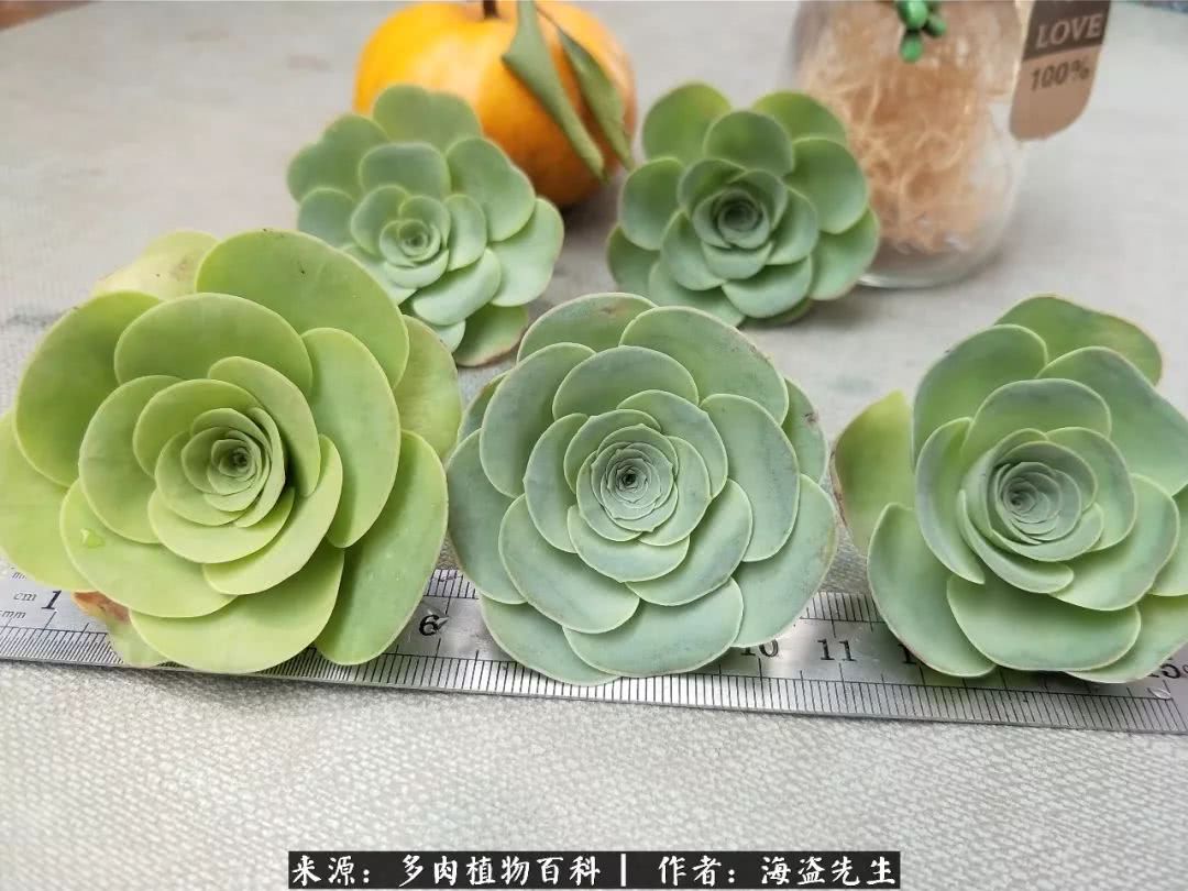 介绍多肉生长特点,多肉植物科普讲解图片视频