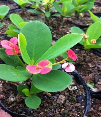 虎刺梅花有毒吗可以在卧室养吗,虎刺梅有毒吗