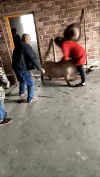 国外捕猎泛滥野猪有多难,日本野猪泛滥小伙巧妙捕猎野猪
